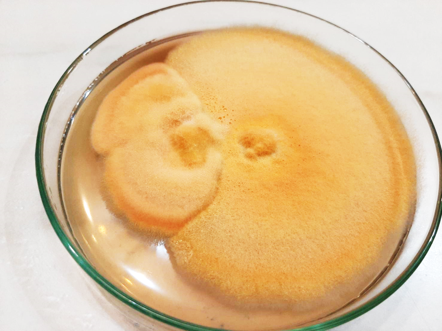 HPF Petri dish image showing contact between multiple mycelial colonies